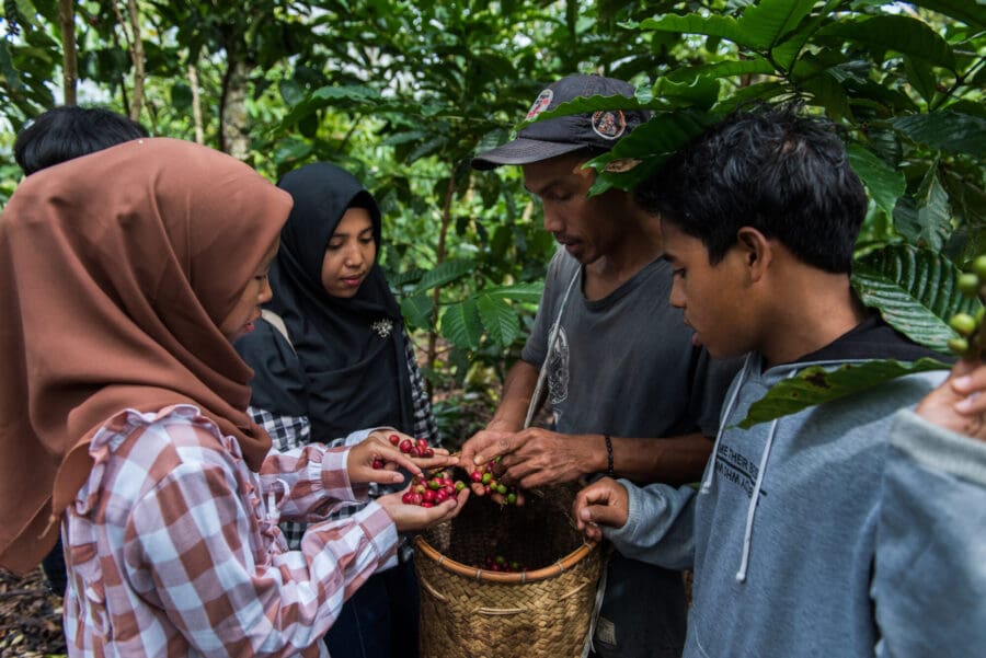 Members of a community in Sumatra, Indonesia, collect coffee berries. Photo by Jacob Maentz for Rights and Resources Initiative, 2022.
