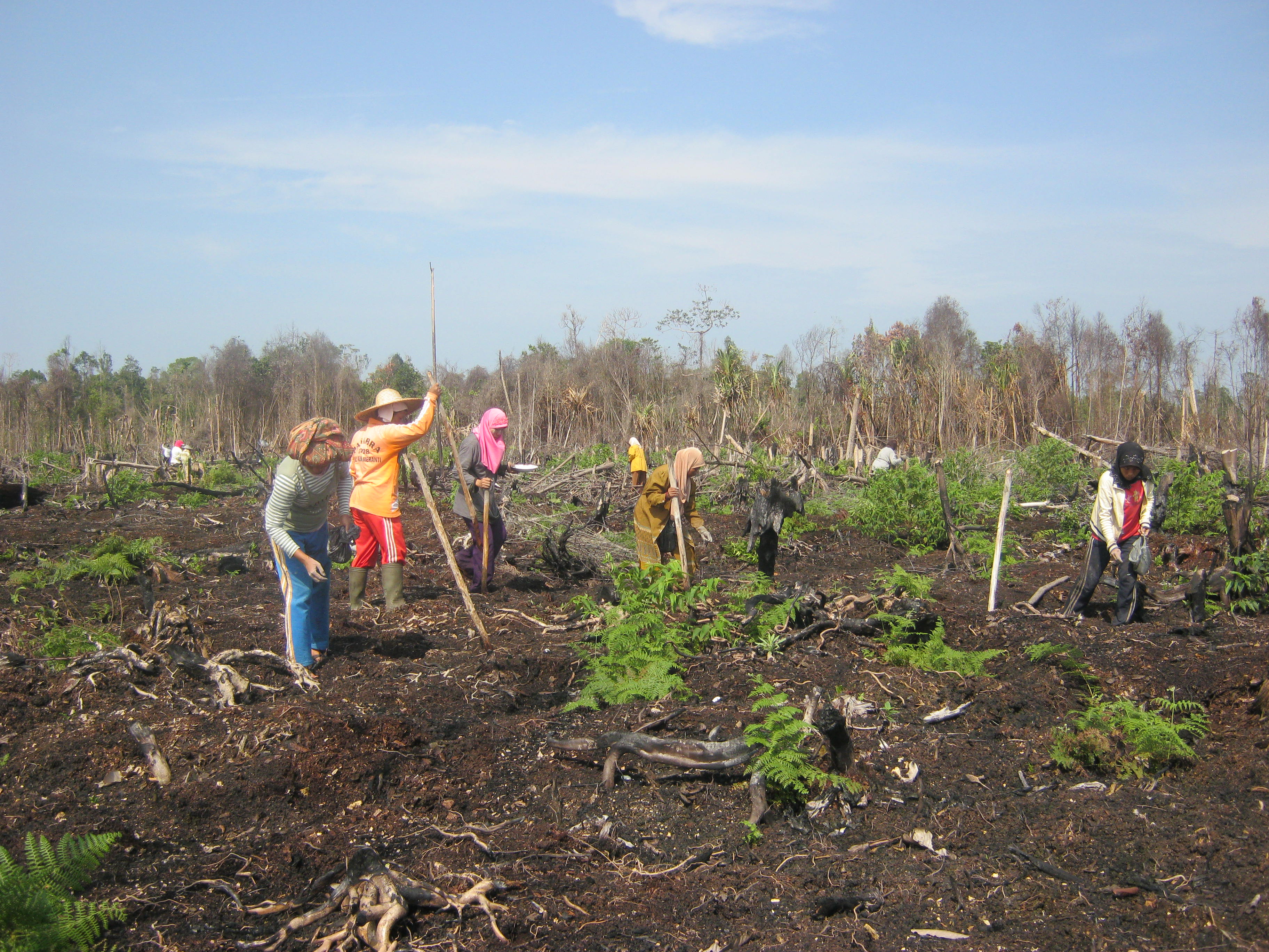 Peatland: Wrong for palm oil development, right for ...