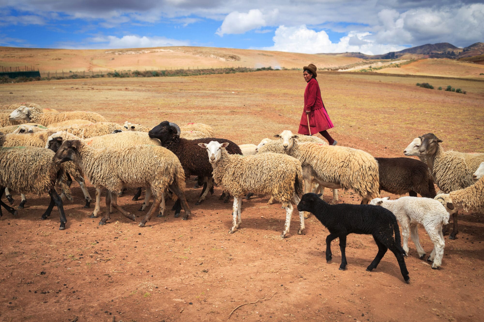 Shepherding the Future: Advancing Partnership, Direct Access to Finance in Indigenous Peoples and Pastoral Solutions for Implementation