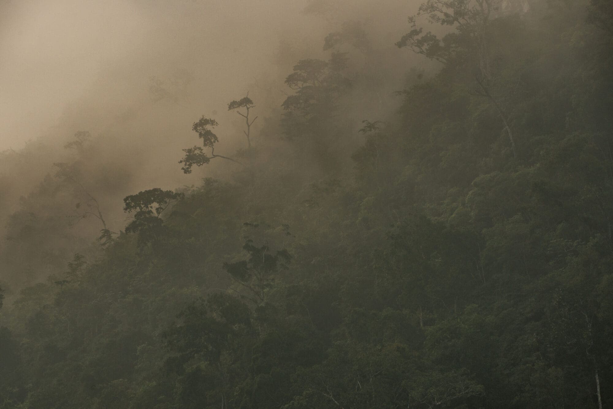 Prevenir la Próxima Crisis de Incendios Forestales: Soluciones Lideradas por la Comunidad para Paisajes Resistentes al Fuego