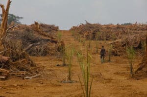 palm oil plantation cameroon